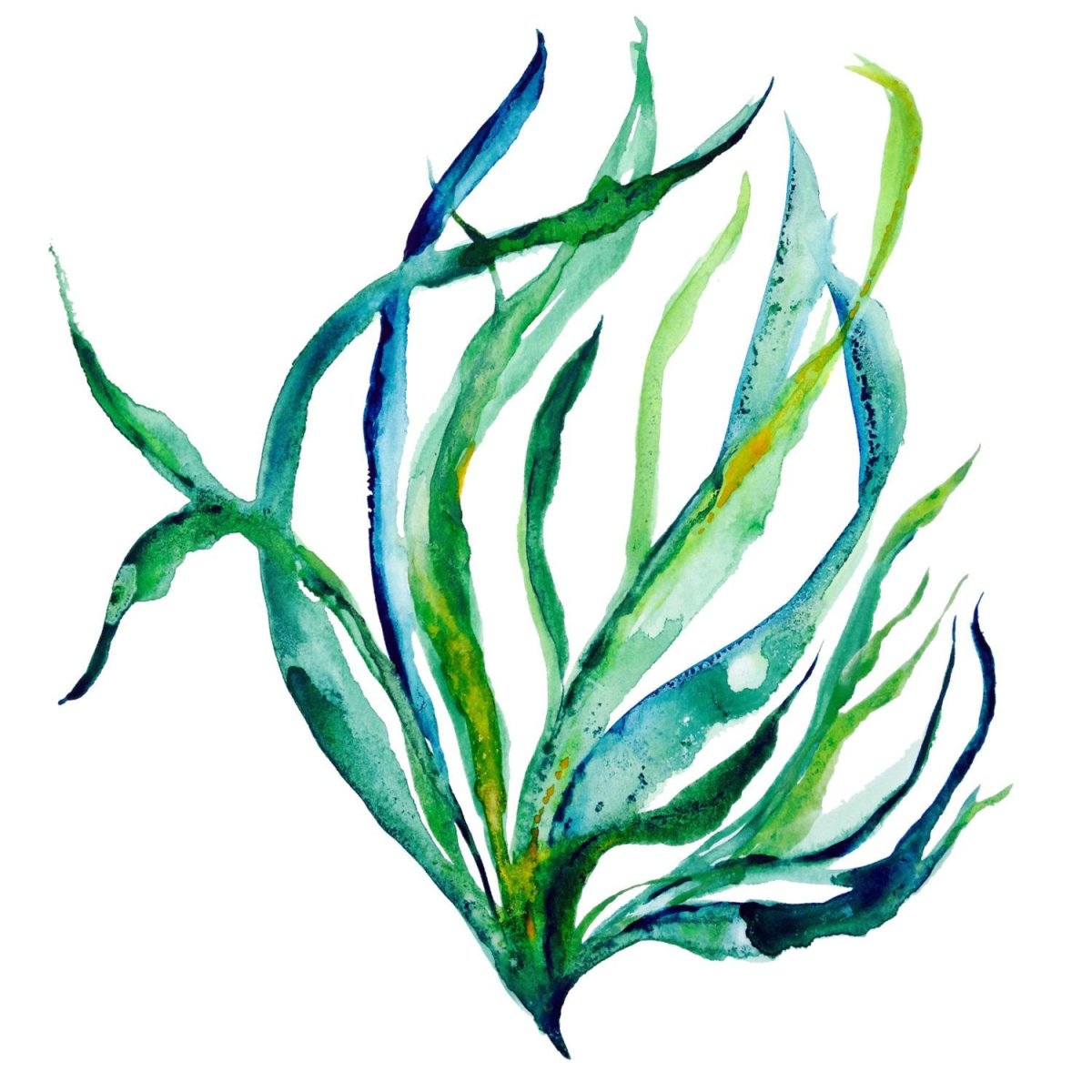 Морская капуста юнн