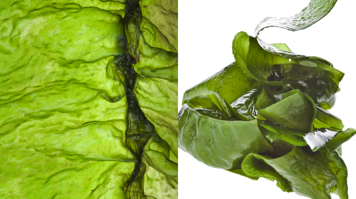 Морская капуста это водоросли нори