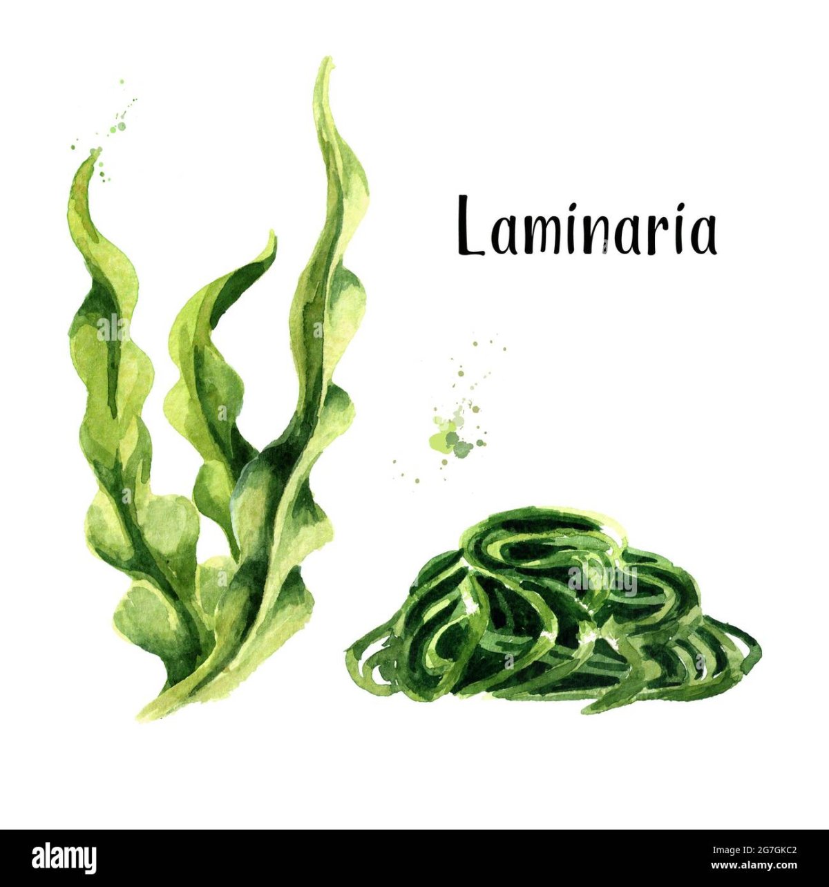 Морская капуста вакамэ