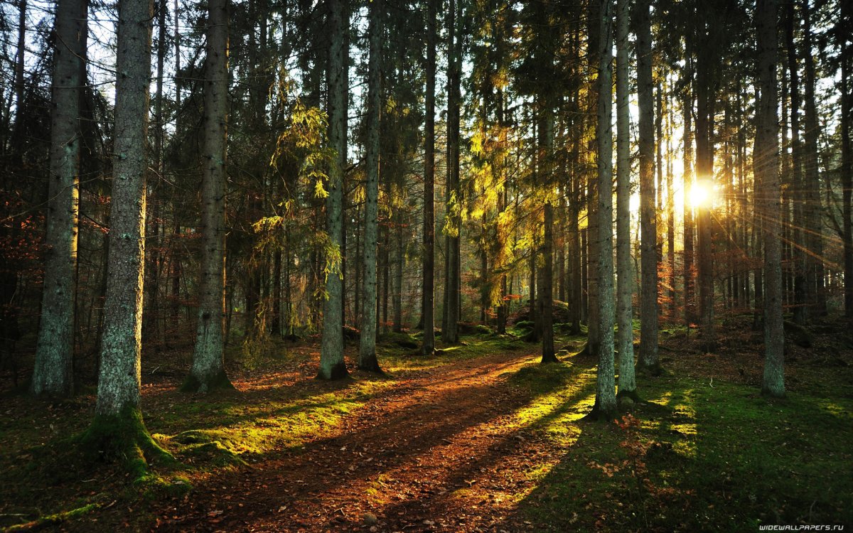 Красивая природа леса