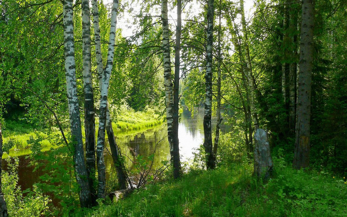 Русский лес Березовая роща