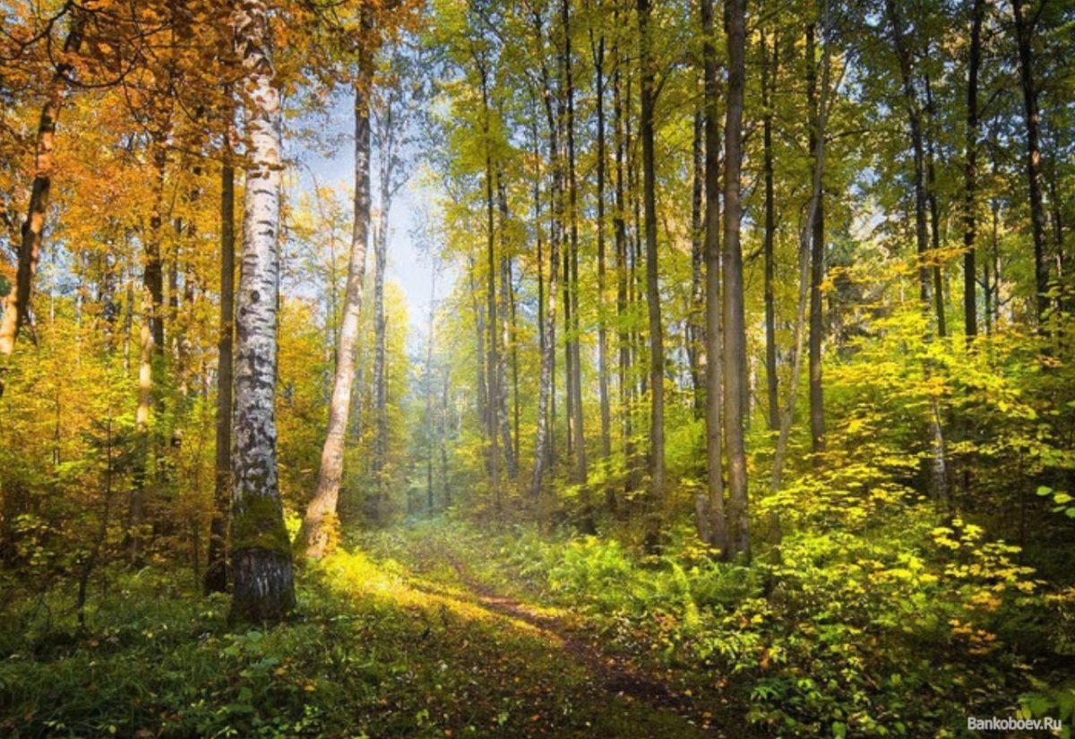 Ранняя осень в лесу