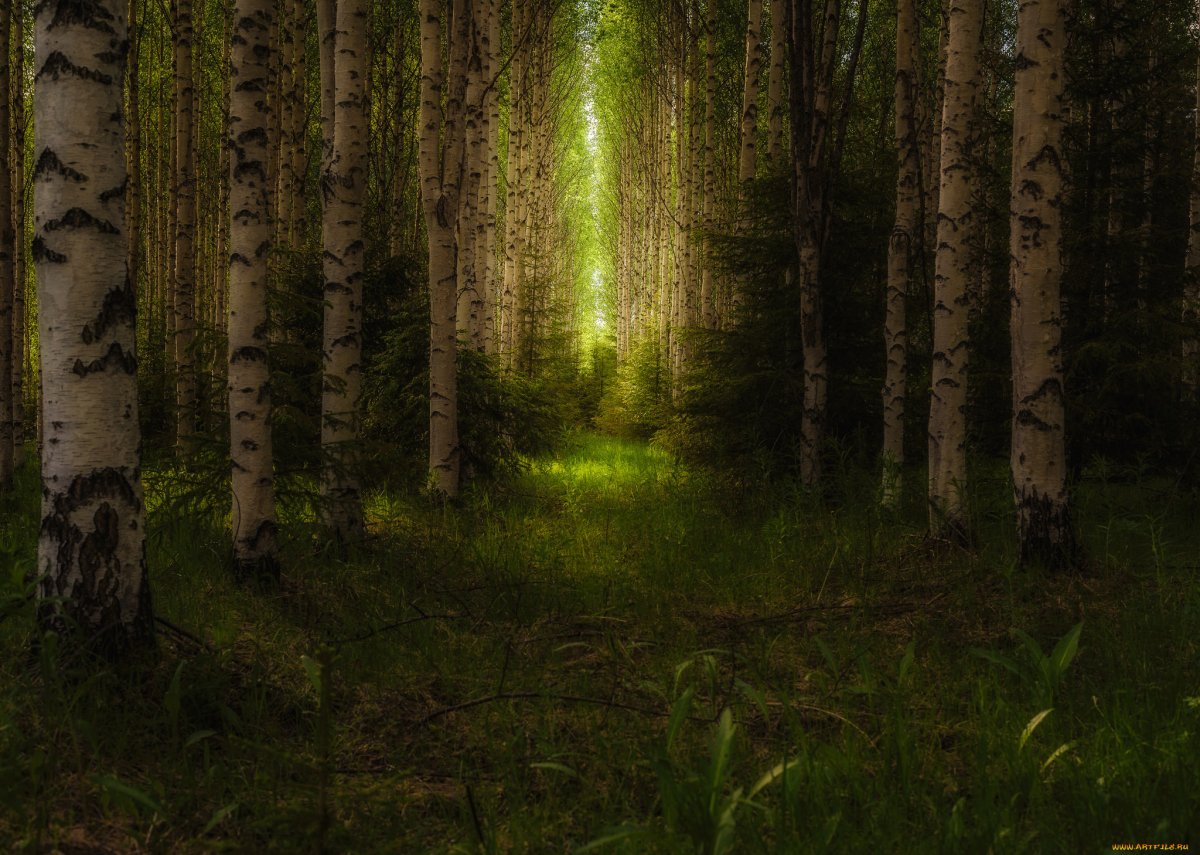 Русский лес