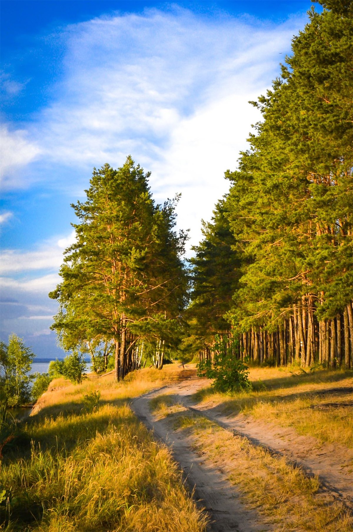 Русские леса