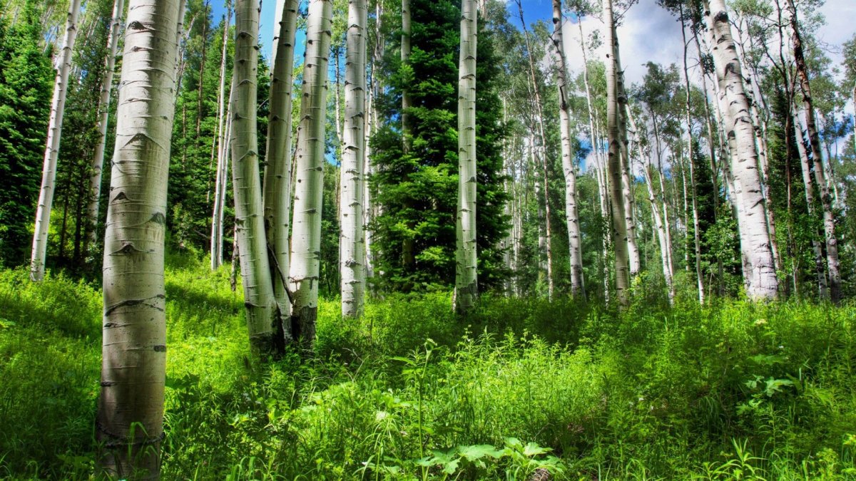Березовая роща Томск