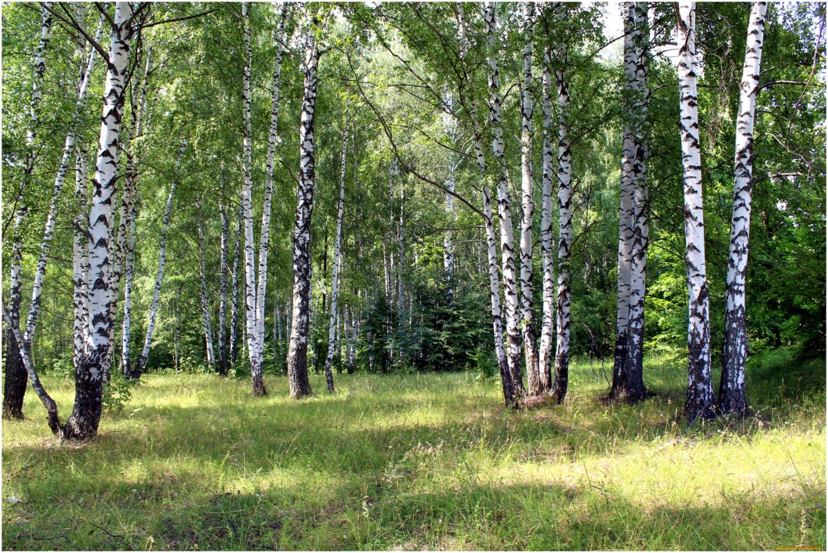 Березовая роща Чебоксары