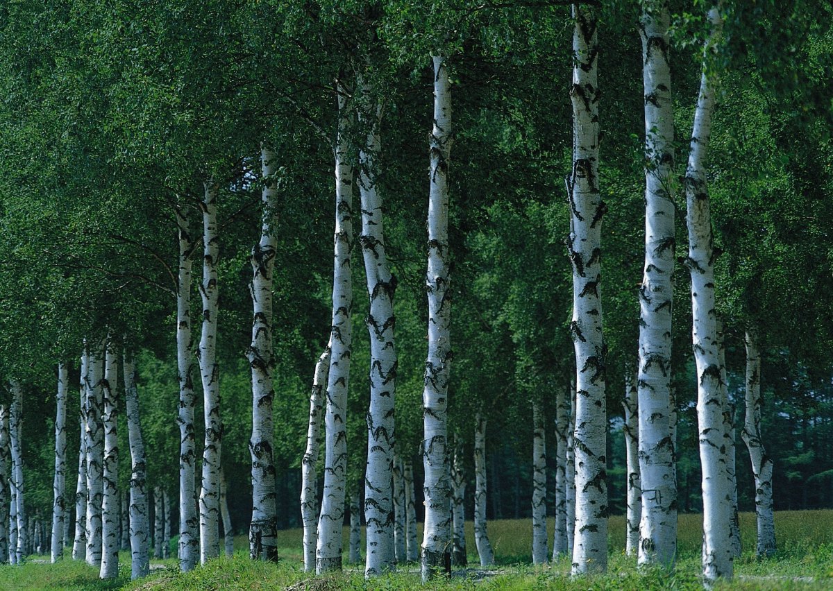 Леса Березовая роща