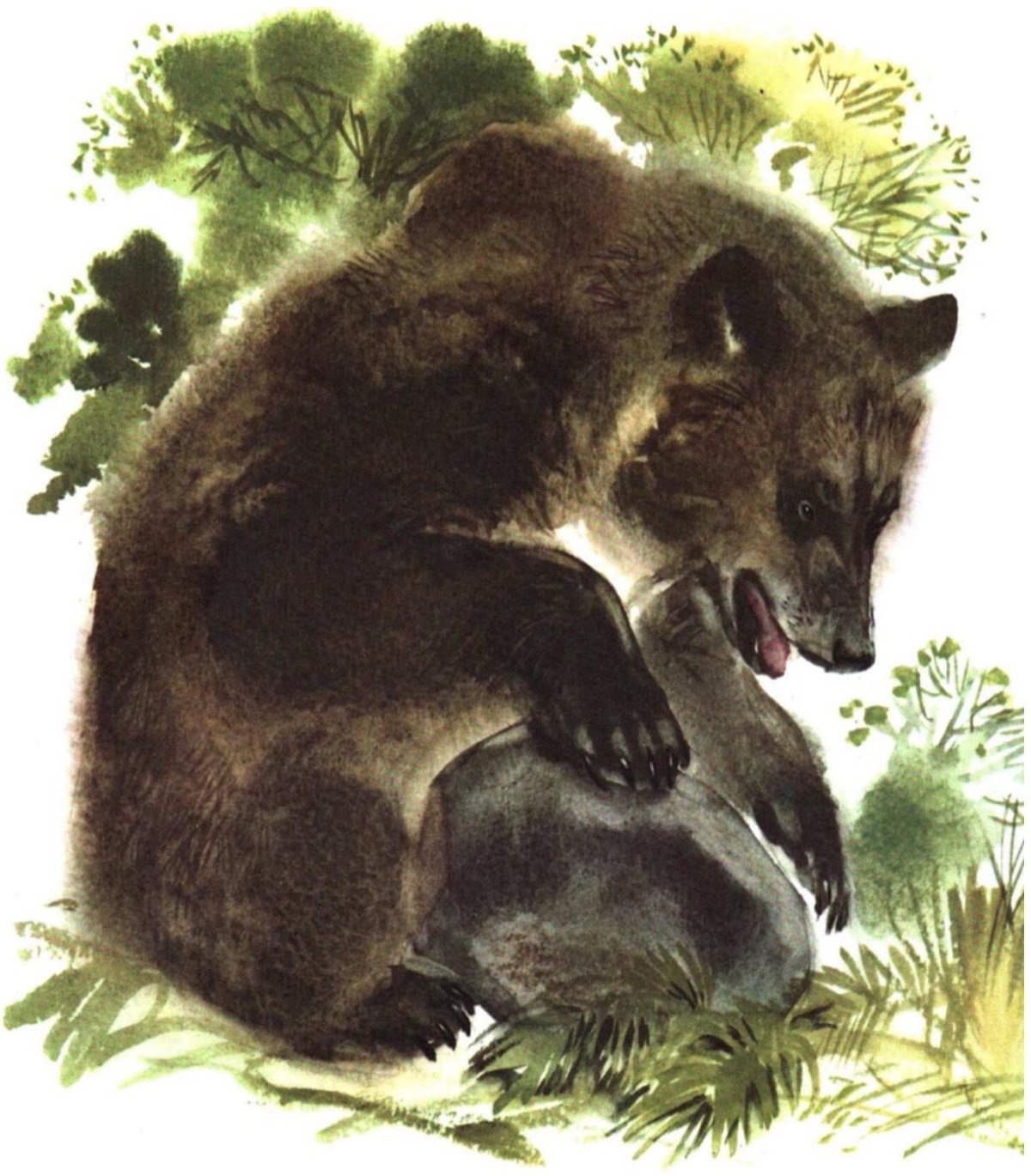 Евгений Чарушин медведь Рыбак