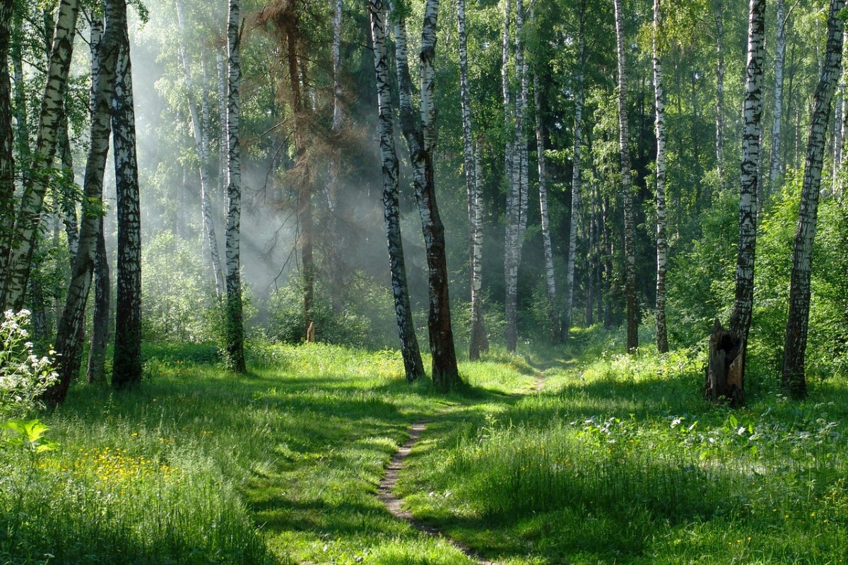 Летний лес России