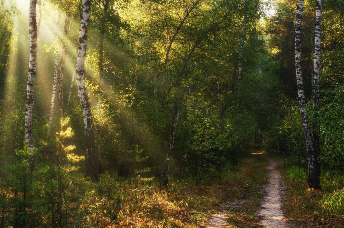 Лесная опушка тропинка