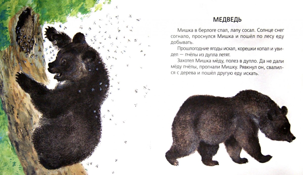 Евгений Чарушин медведь