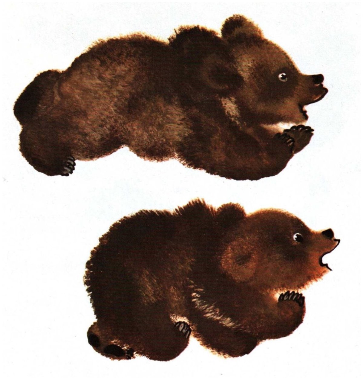 Евгений Чарушин Медвежонок