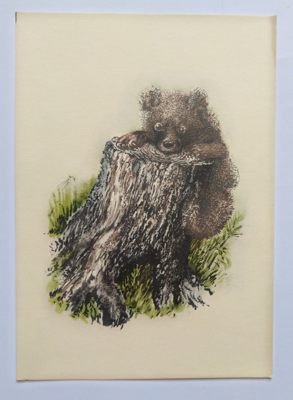 Никита Евгеньевич Чарушин иллюстрации