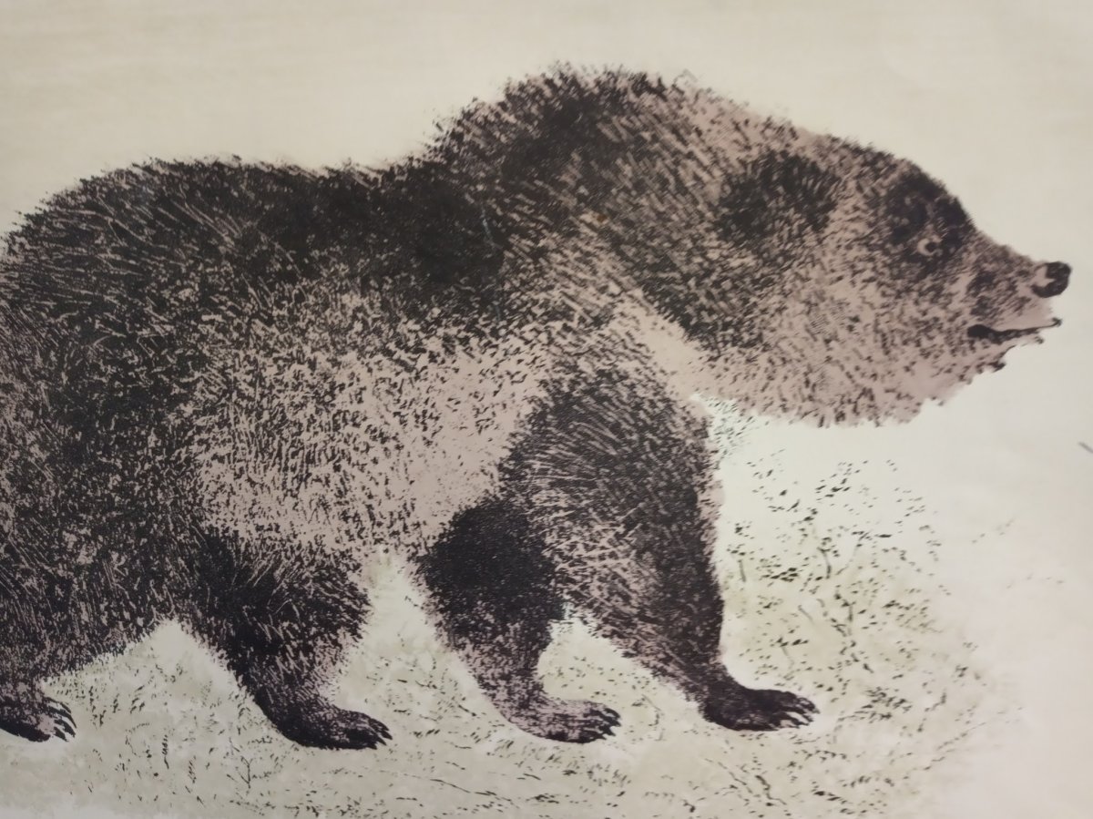 Евгений Иванович Чарушин медведь