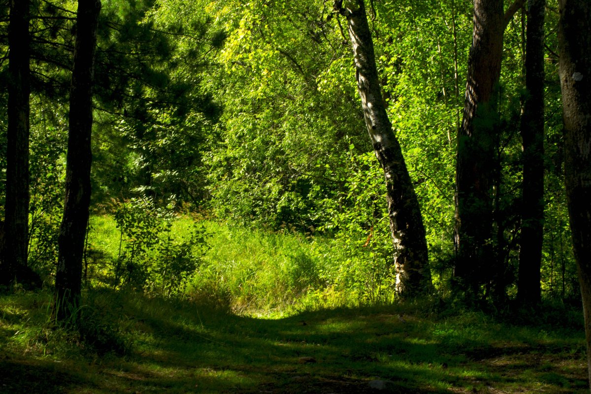 Лес фото