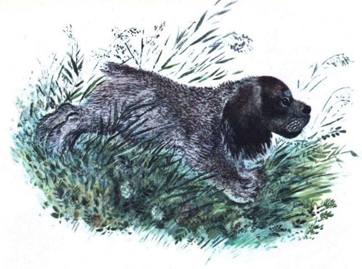 Евгений Чарушин кошка Маруська