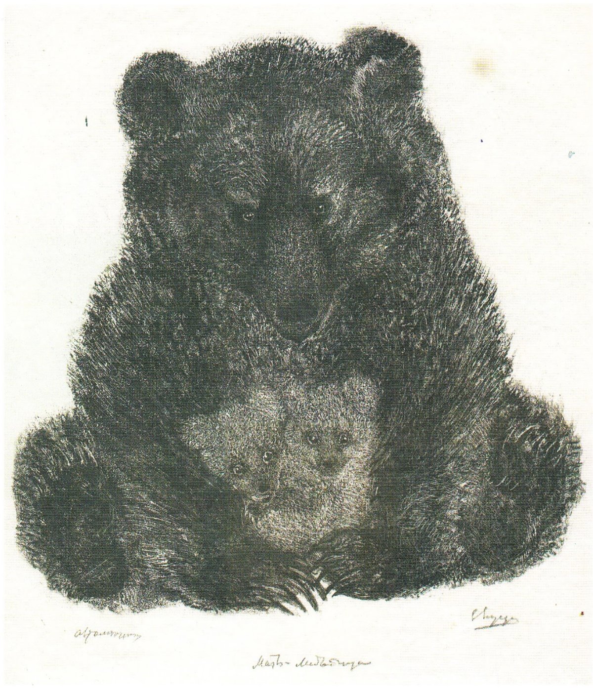 Чарушин Евгений Иванович иллюстрации