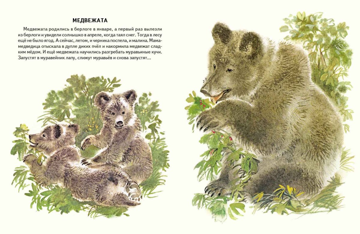 Книга Чарушина зверята