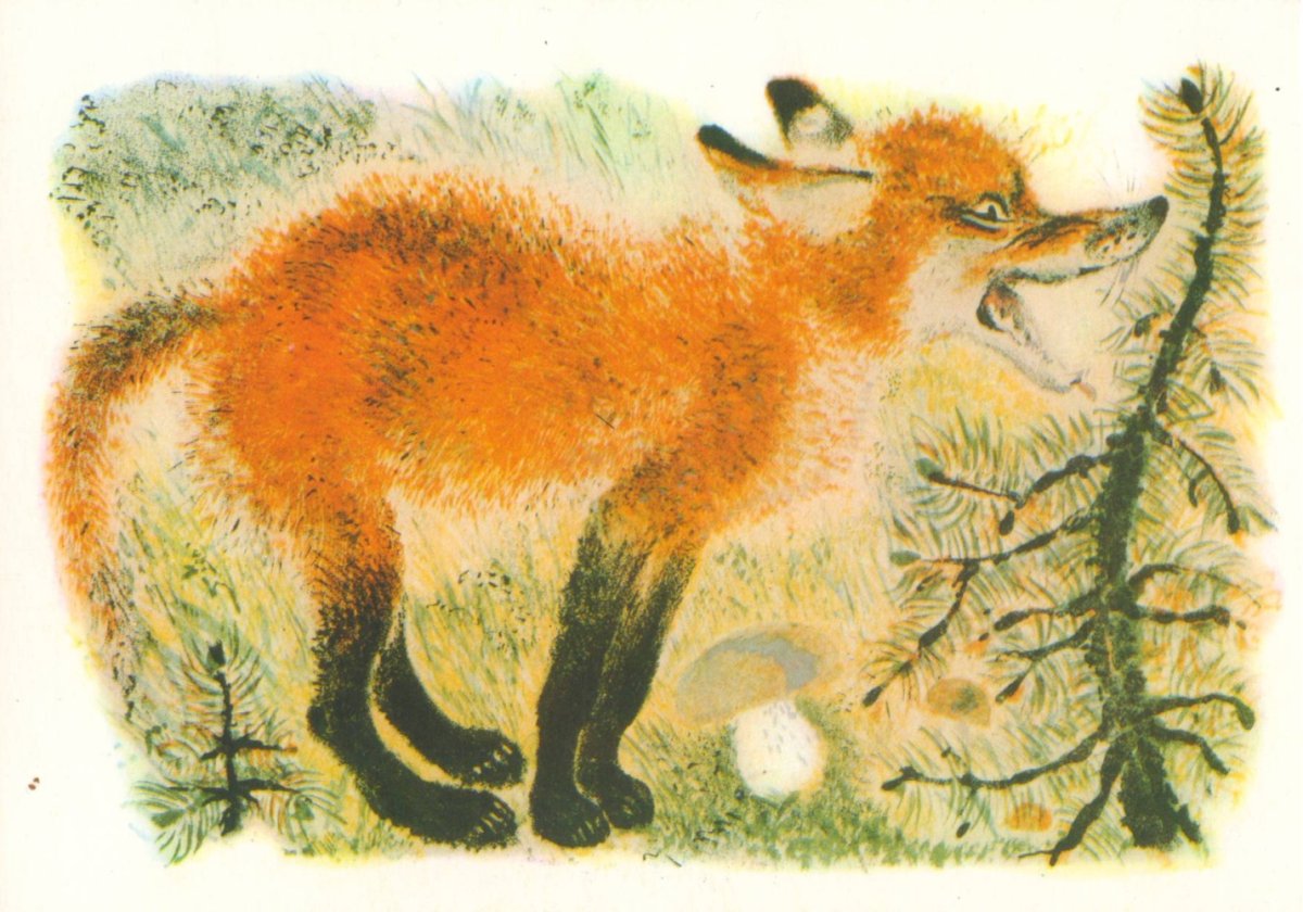 Евгений Чарушин белый медведь