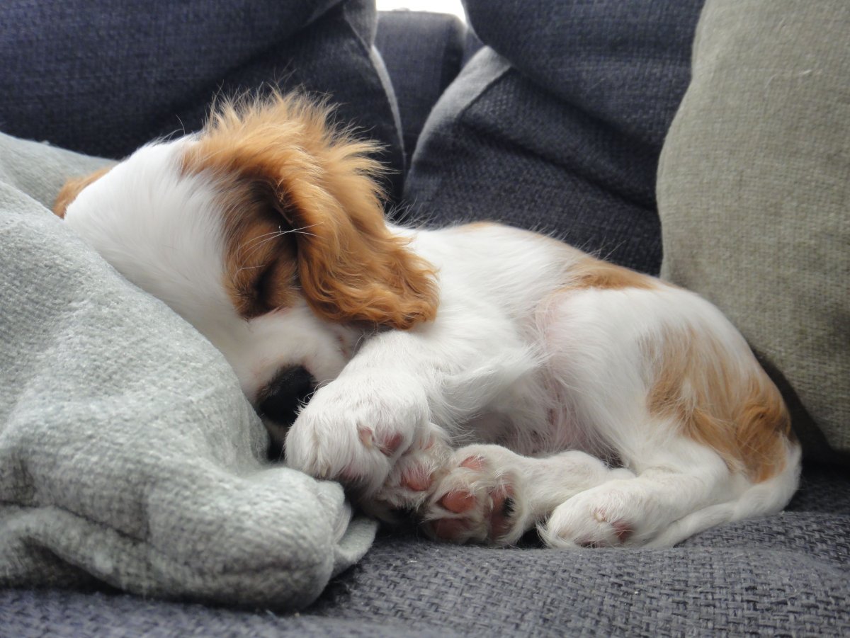 Кинг-Чарльз-спаниель Сонный