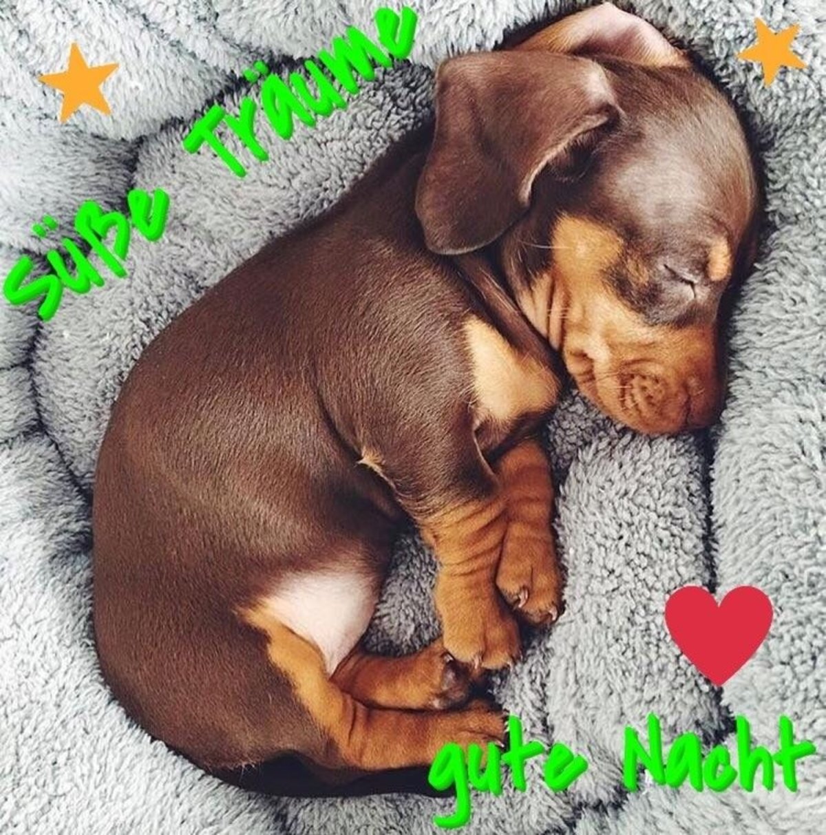 Милые спящие животные