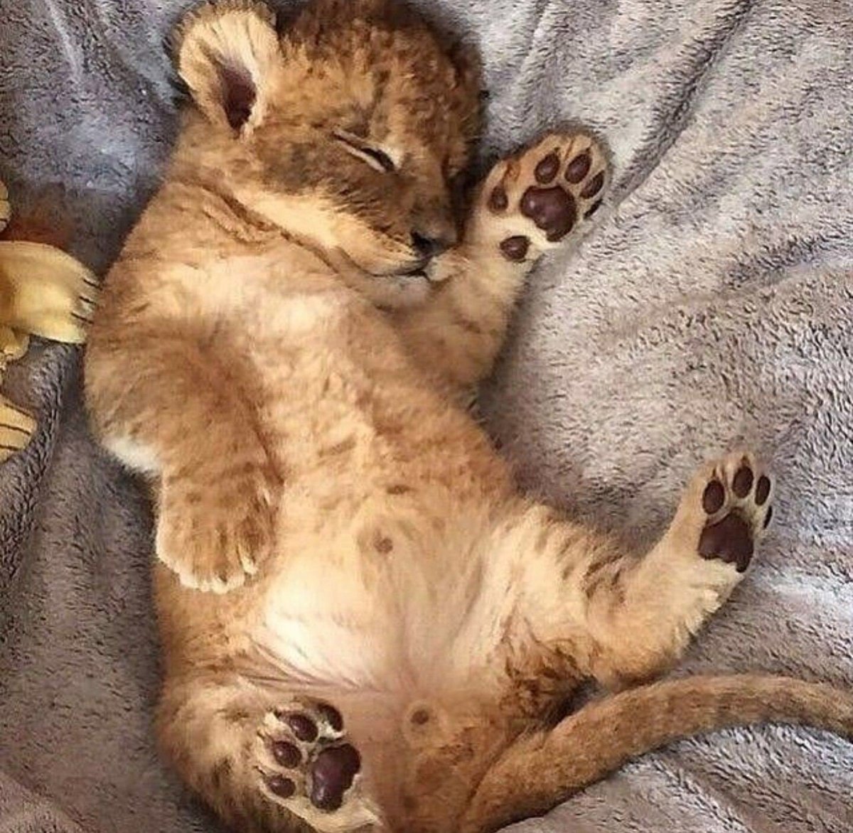 Забавные животные спят