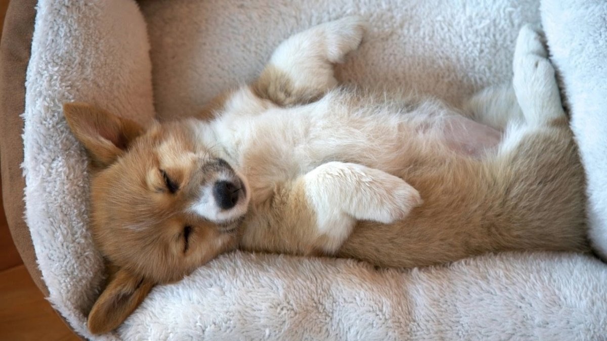 Щеночек спит