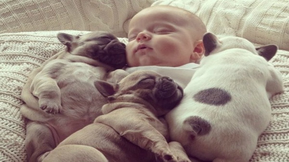 Щенок спит с игрушкой