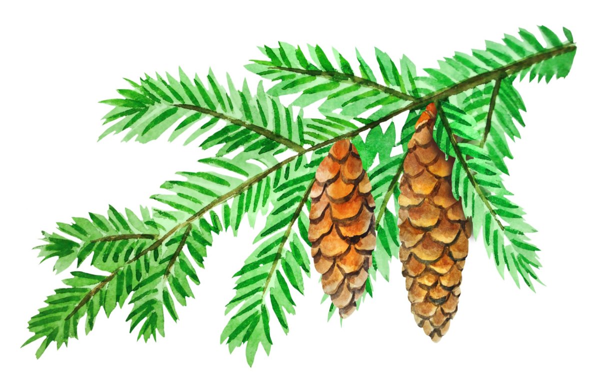 Хвойный Бор еловый Эстетика