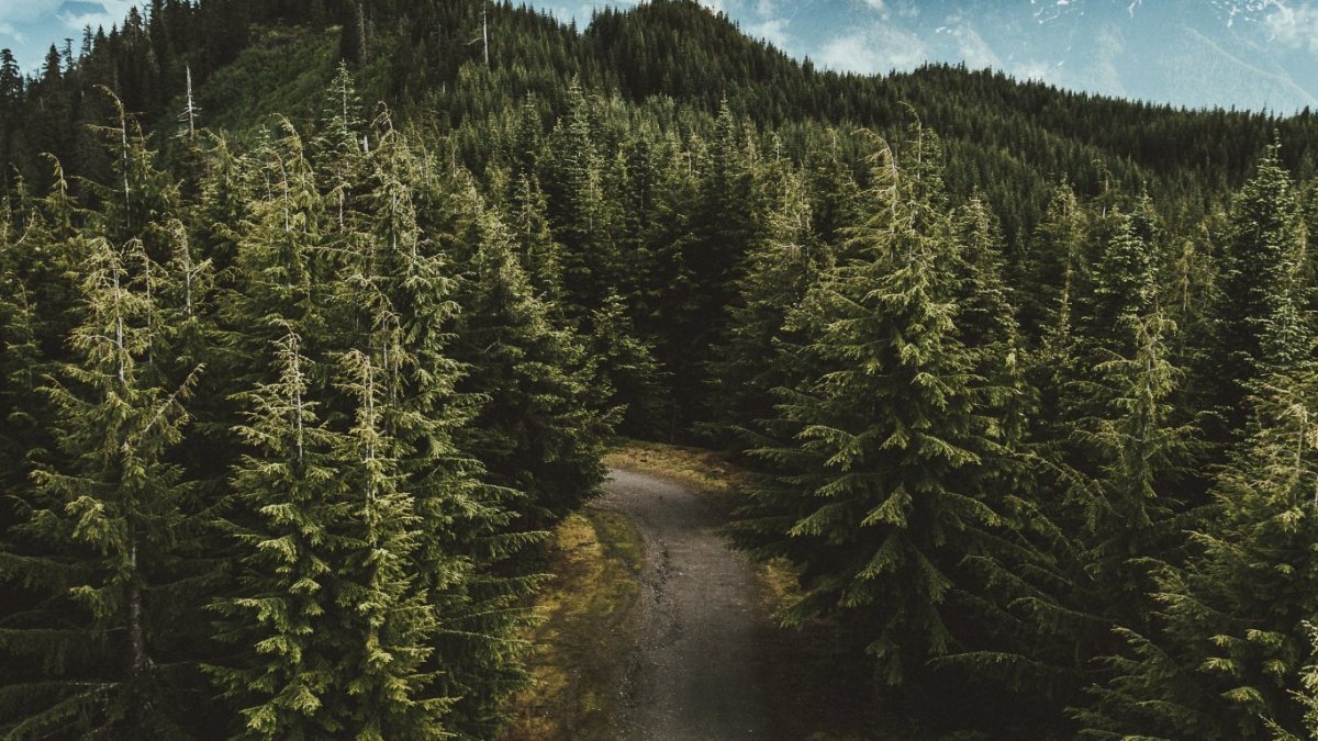 Хвойный лес для детей