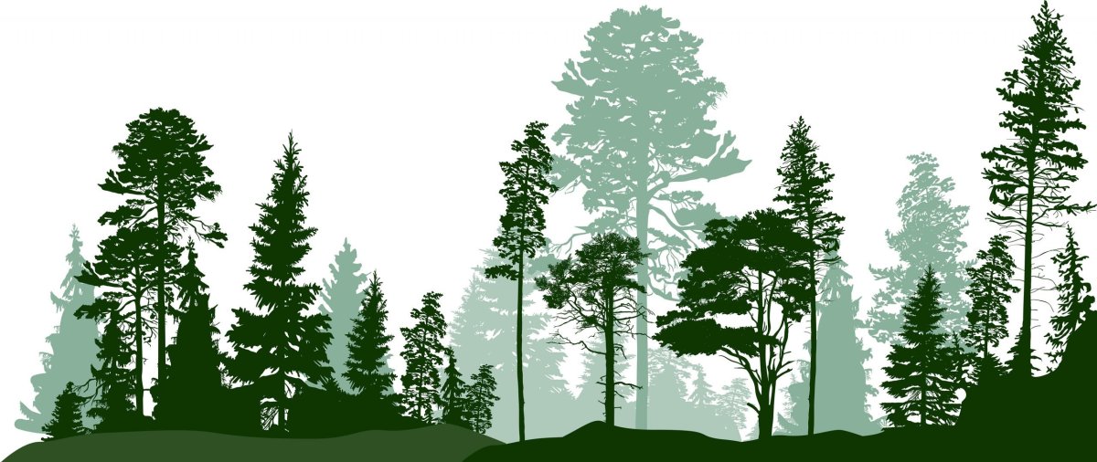 Хвойное дерево иконка