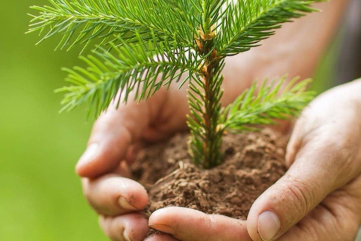 Лесовосстановление сосна