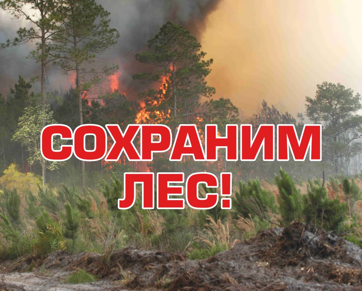 Берегите лес