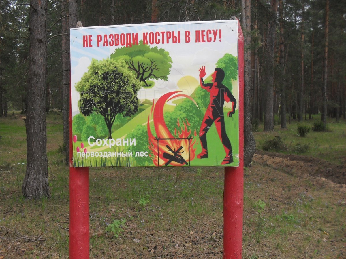 Противопожарные мероприятия в лесу