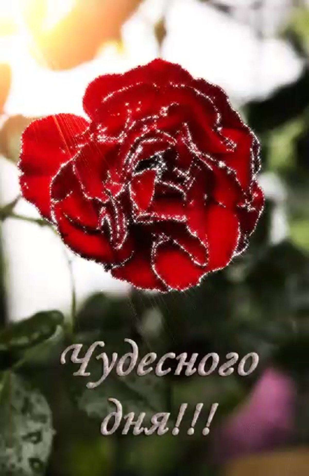 Живые открытки хорошего дня