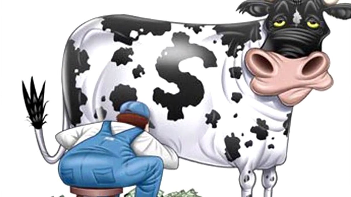 Корова улыбается