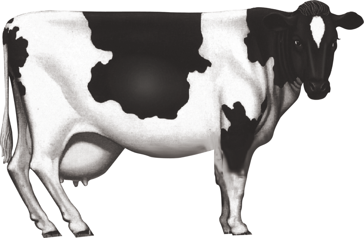 Коровка в очках