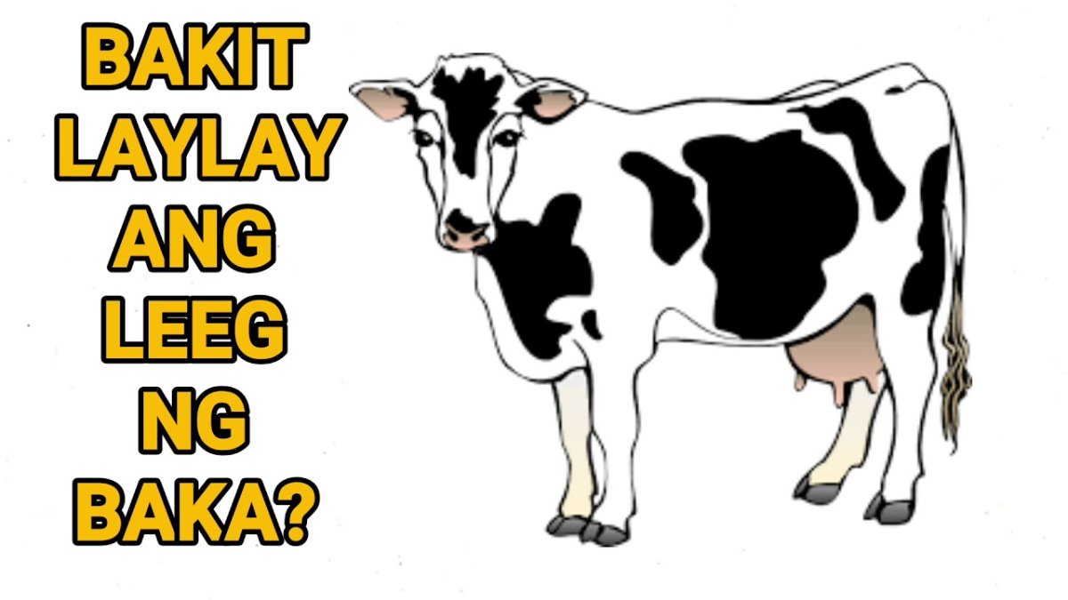 Смешная корова мультяшная