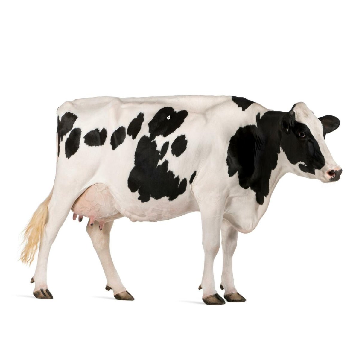 Нарисовать корову