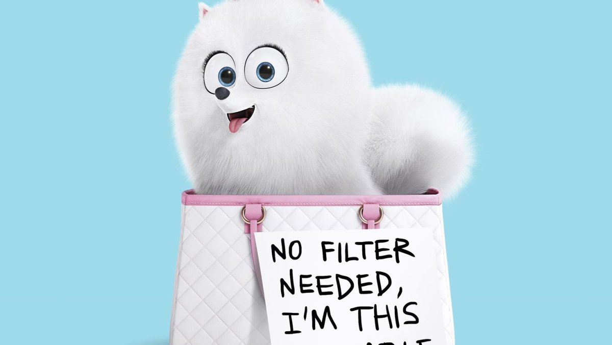 Померанский шпиц Гиджет