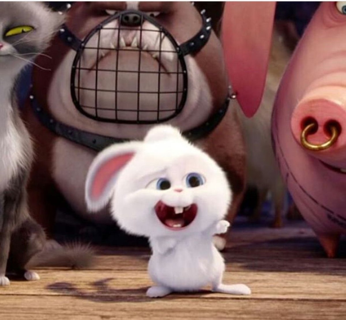 Тайная жизнь домашних животных на английском название