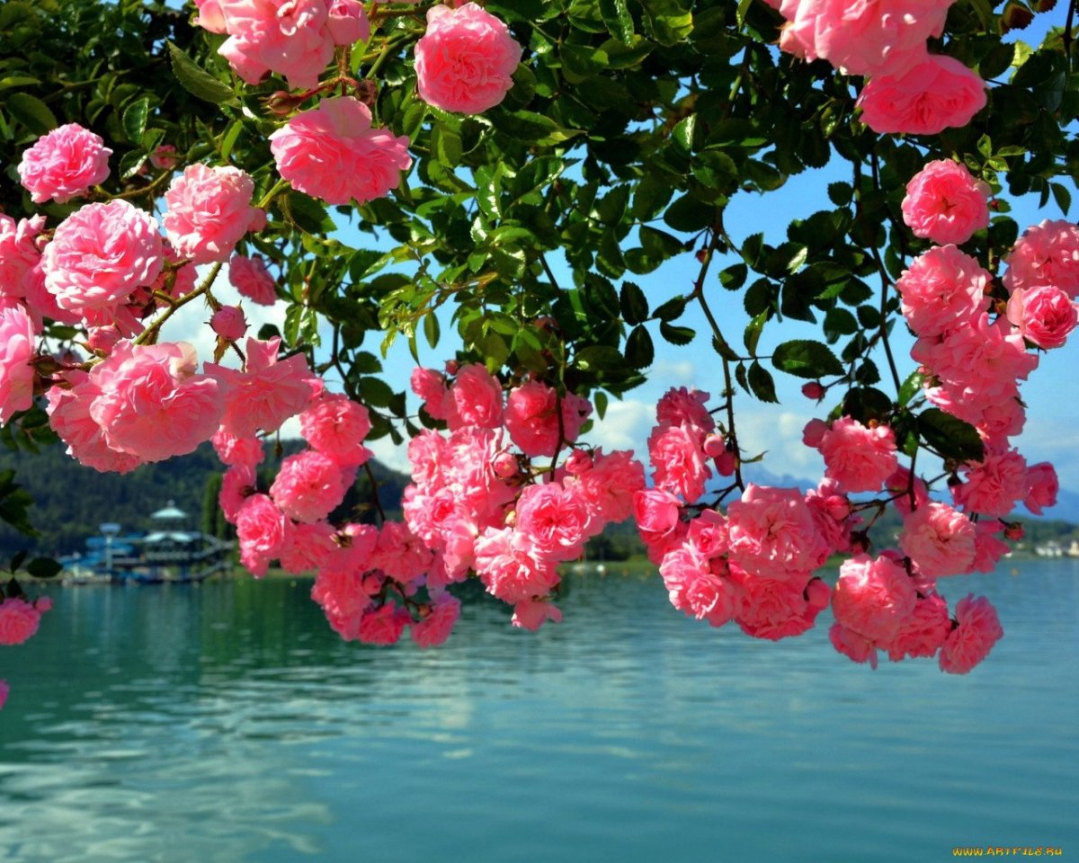 Розовый куст