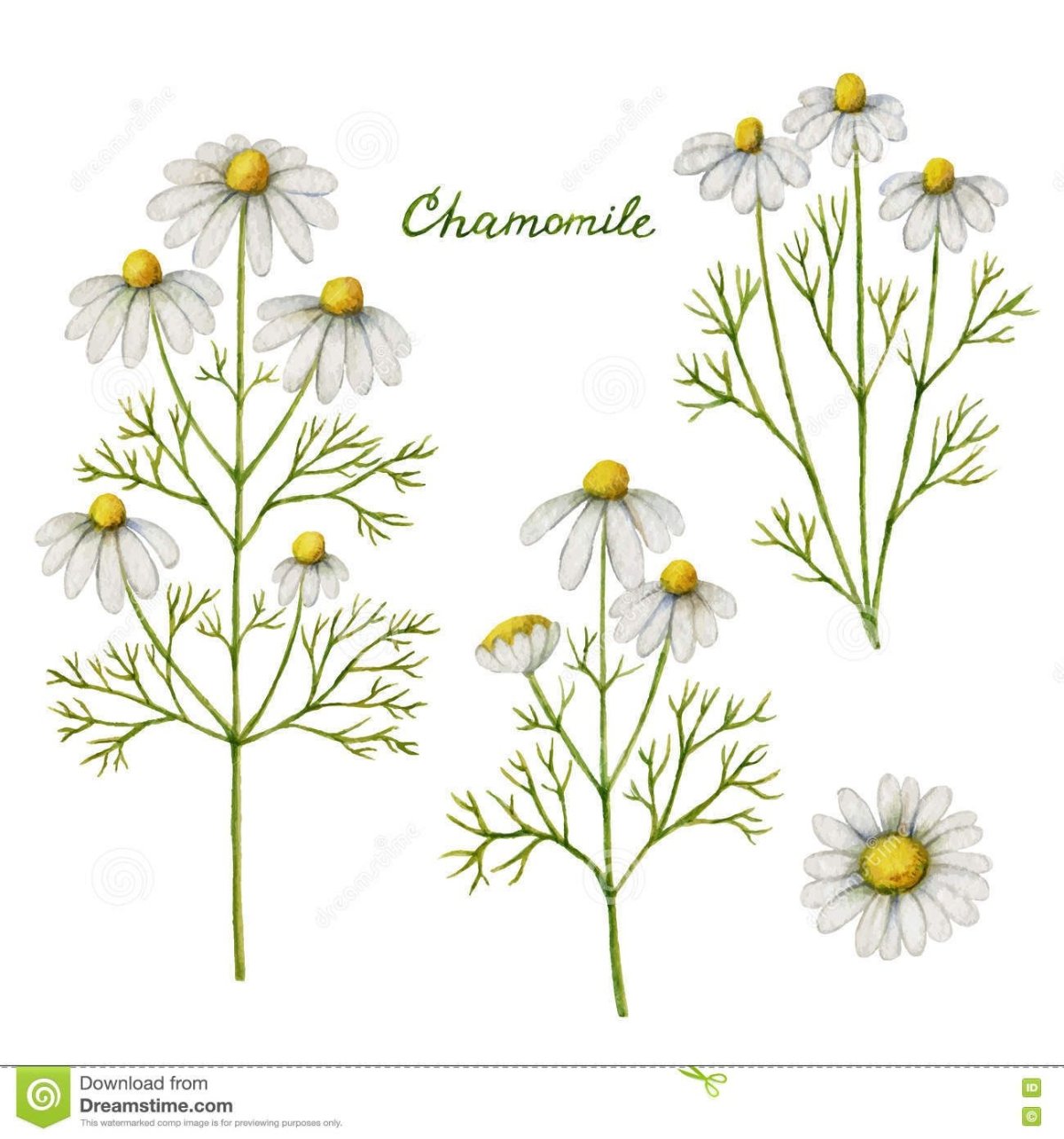 Ромашка лекарственная акварель