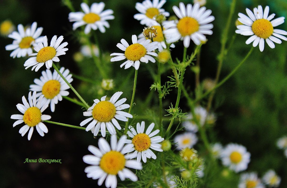 Ромашка лекарственная гербарий