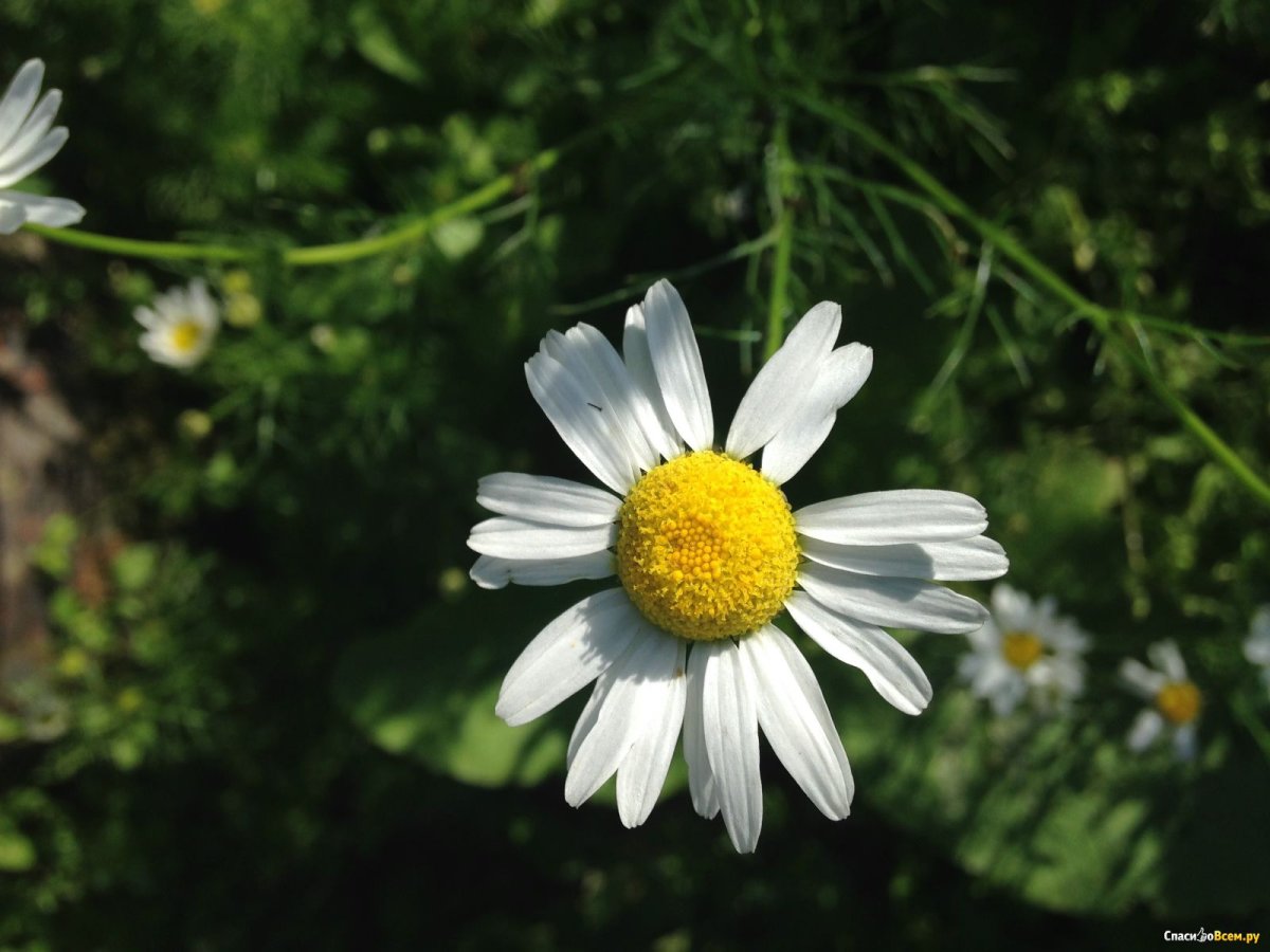 Корень ромашки аптечной