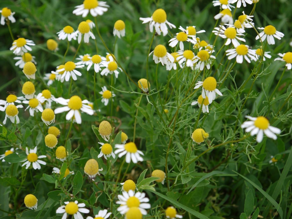Куст ромашки