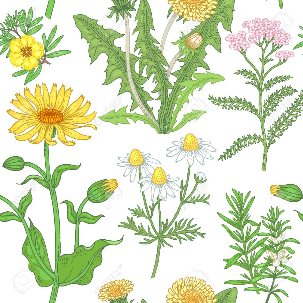 Ромашка лекарственная раскраска