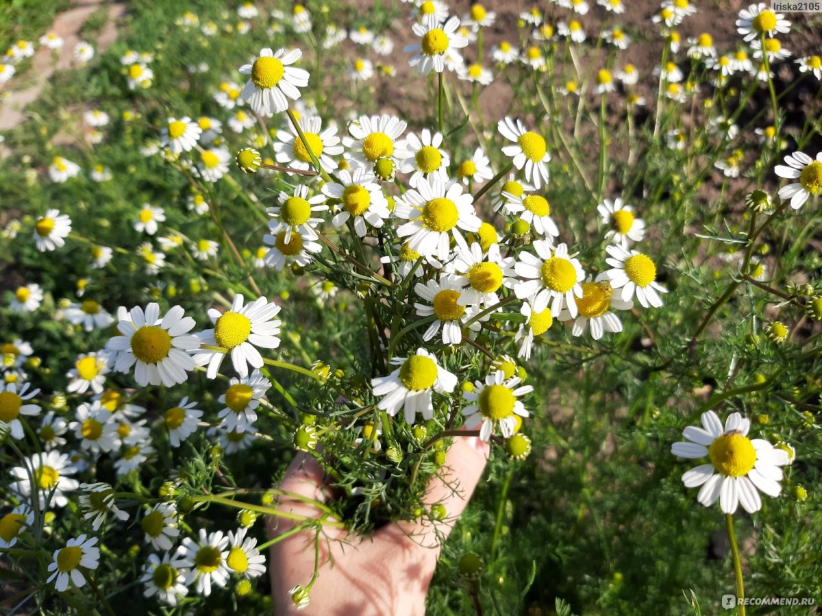 Ромашка аптечная латынь