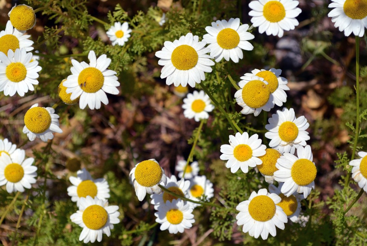 Нивяник обыкновенный Ботанический рисунок