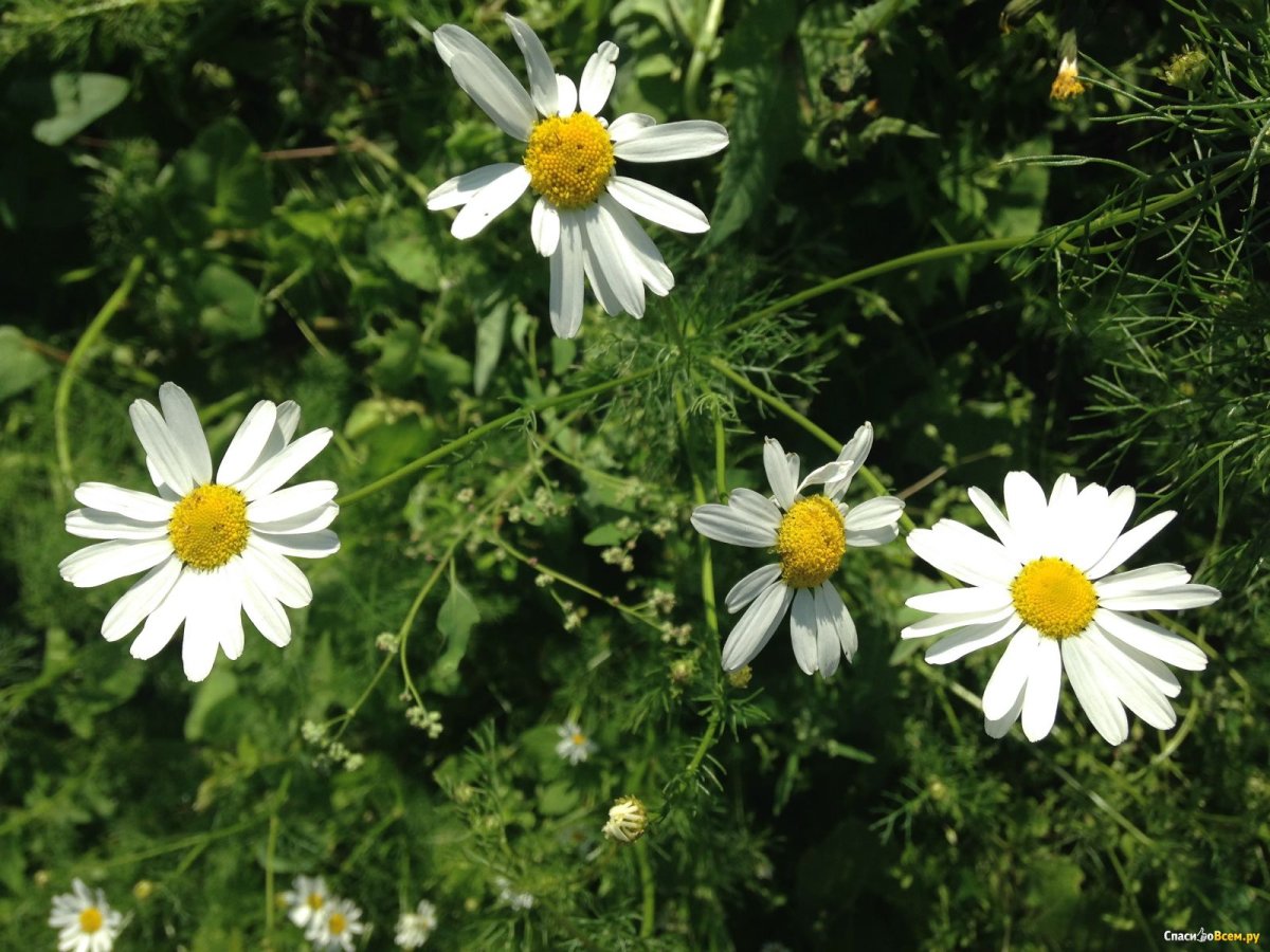 Ромашка лечебная